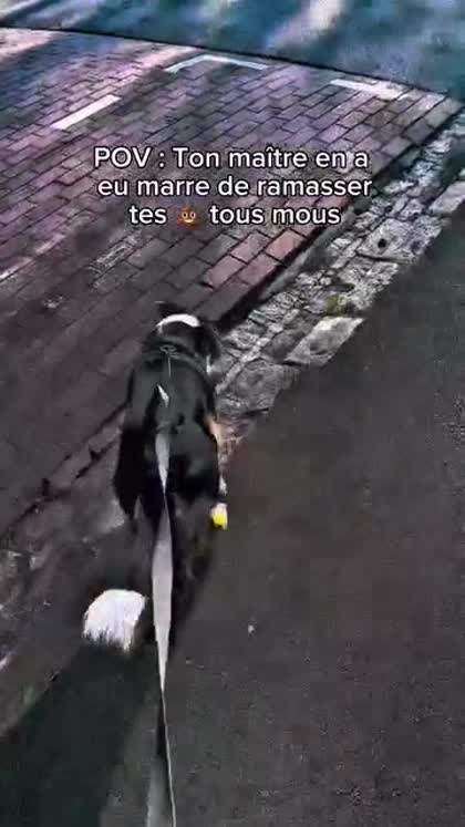 Aperçu Japhy