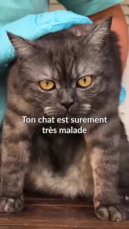 Aperçu Amel
