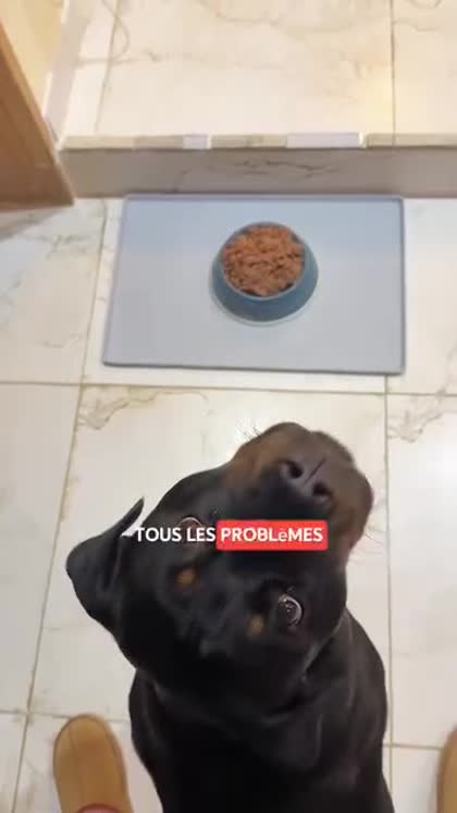 Aperçu Dogfy Diet France